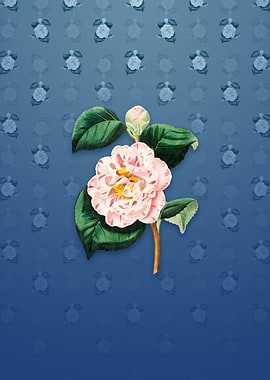 Grays Invincible Camellia