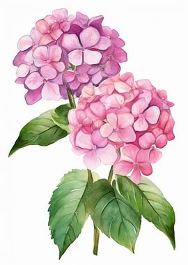 Hydrangeas Flowers