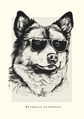 Norwegian Lundehund Sketch