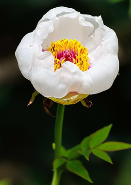 Macro of a peony