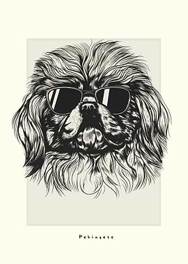 Pekingese Illustration