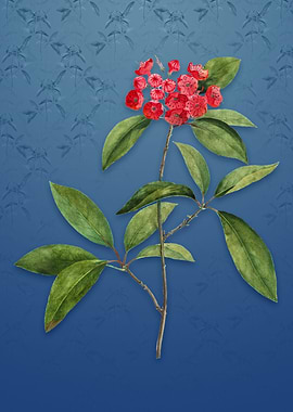 Vintage Mountain Laurel