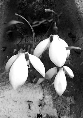 Monochrome snow drops