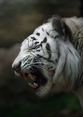 yawning white tiger