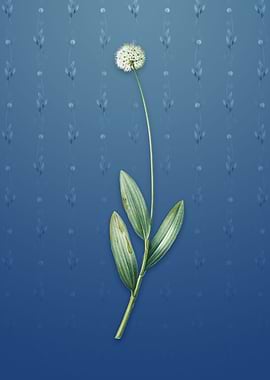 Vintage Victory Onion