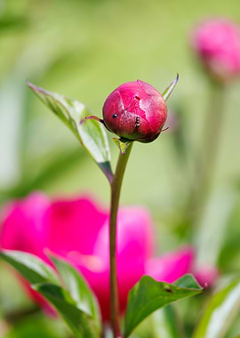 Macro of a peony