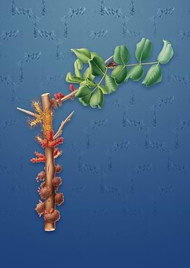 Vintage Carob Flower