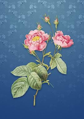 Anemone Centuries Rose