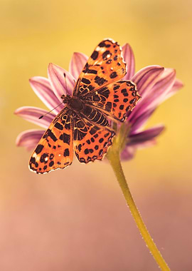 Colorful spring butterfly