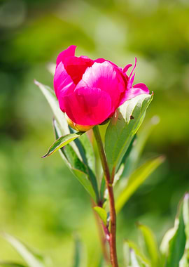 Macro of a peony