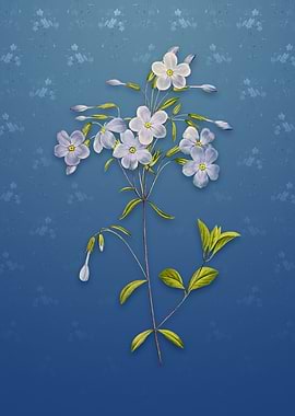 Phlox on Bahama Blue