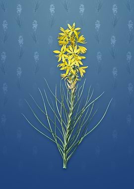 Vintage Yellow Asphodel