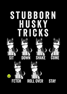 Stubborn Husky Tricks