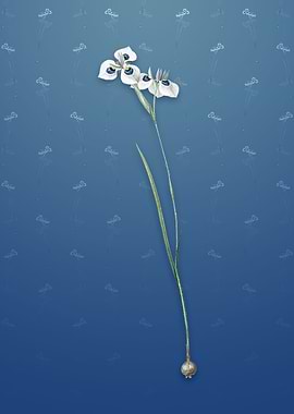 Vieusseuxia Glaucopis