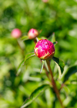 Macro of a peony