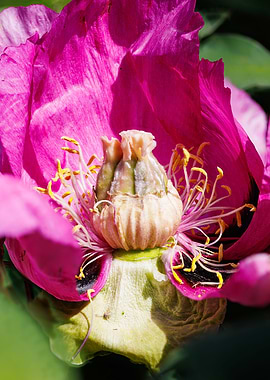 Macro of a peony