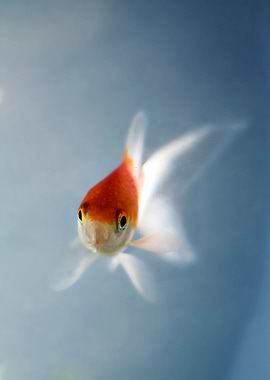 Gold Fish