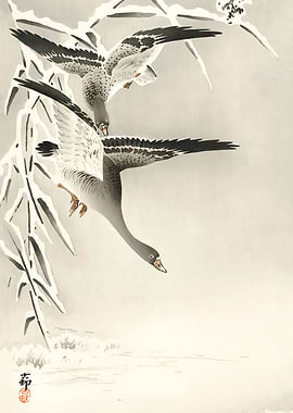 Two collies in snowy