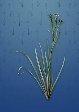 Bermudiana on Bahama Blue