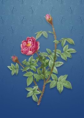 Moss Rose on Bahama Blue