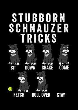 Stubborn Schnauzer Tricks