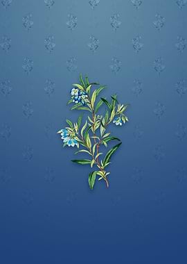 Blue Narrow Leaf Sollya