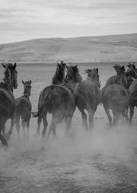 horse run black and white