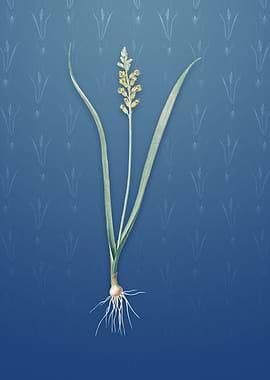 Vintage Lachenalia Pallida