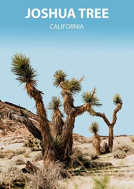 Joshua Tree California