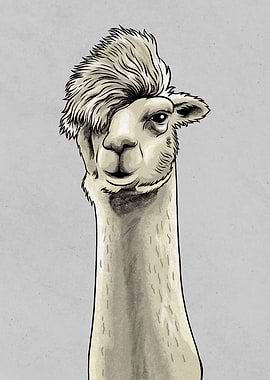 Funny Llama Meme