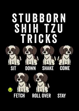 Stubborn Shih Tzu Tricks