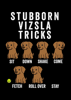 Stubborn Vizsla Tricks