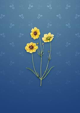 Perennial Dyers Coreopsis