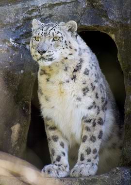 Snow Leopard