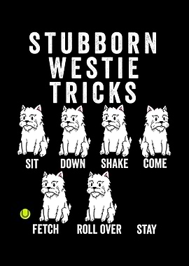 Stubborn Westie Tricks