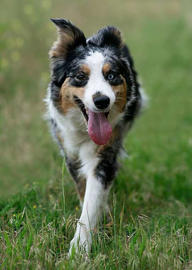 Border Collie