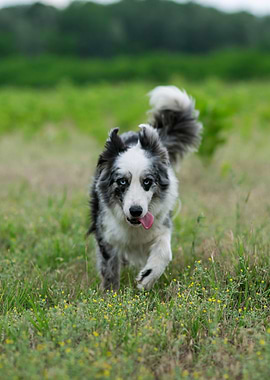 Border Collie