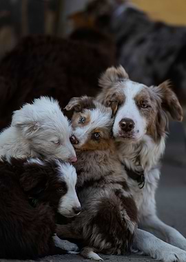 Border Collies