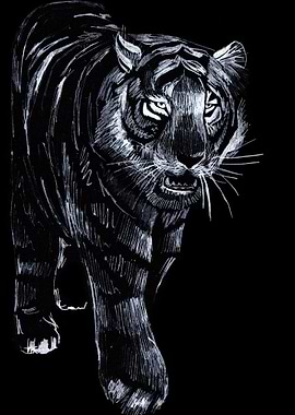 Black Tiger Cat