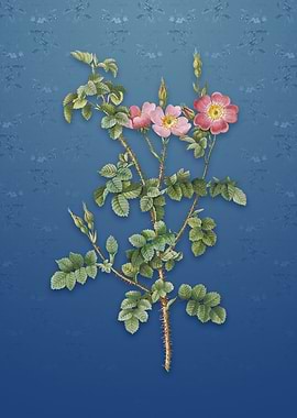 Prickly Sweetbriar Rose