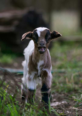 Baby goat