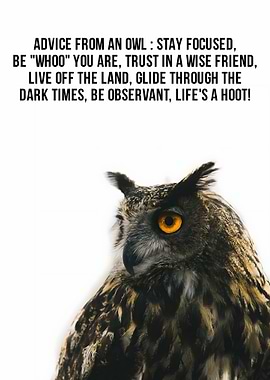 Advice from an Owl