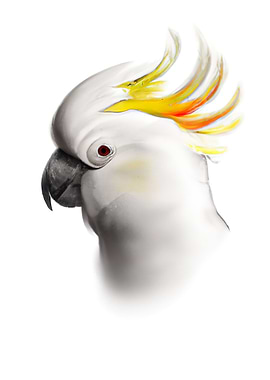 Head of a Cockatoo