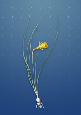 Daffodil on Bahama Blue