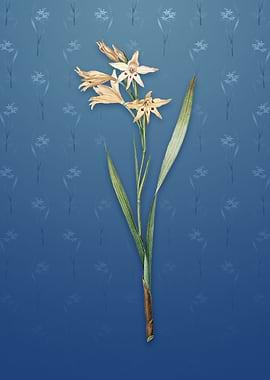 Gladiolus Cuspidatus