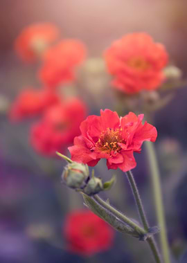 Blooming red flowers
