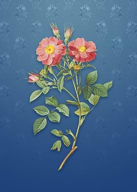 Vintage Sweetbriar Rose