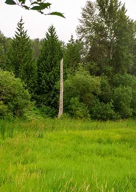 A green meadow in spring