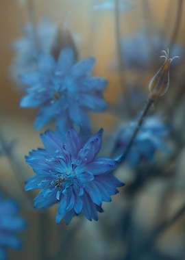 Summer garden with flower