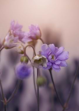 Purple flowers, macro